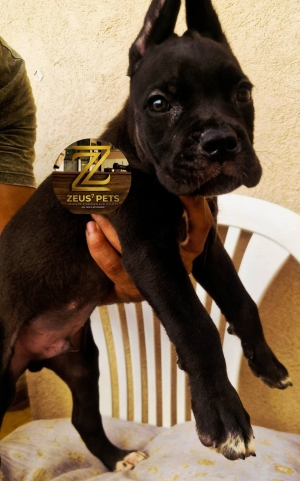 Cane corso