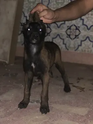 Des chiots malinois pure race 66 jours