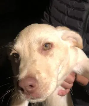 Chiots Labrador yeux vert