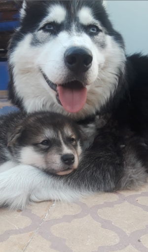 malamute croisé akita