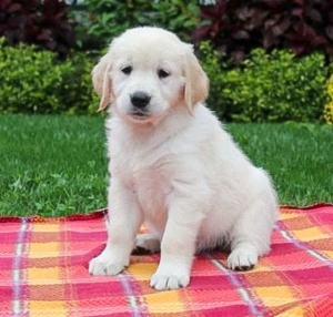 Golden retriever