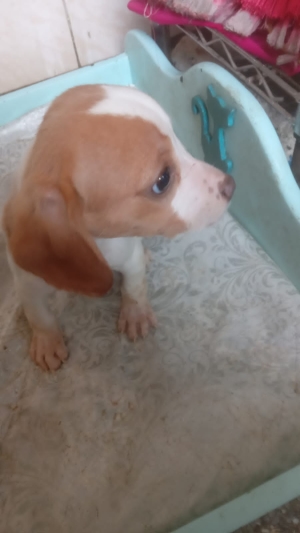 Chien beagle
