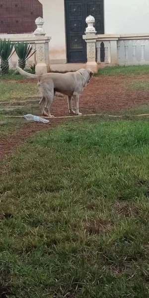 Labrador a adopter