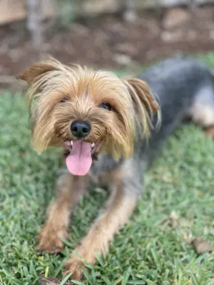 yorkshire terrier male