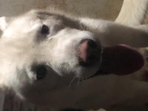 Husky pour adoption