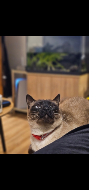 Siamois pour adoption Casablanca