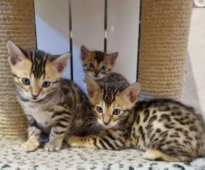 Chatons bengals