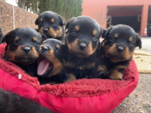 Rotweiller