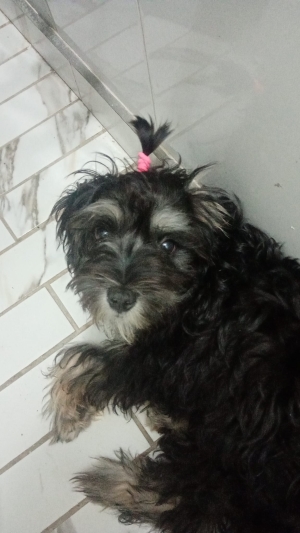 chien male de 4 mois