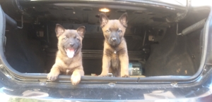 chiots malinois charbonnier