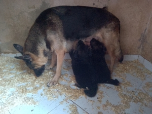 Berger Allemand