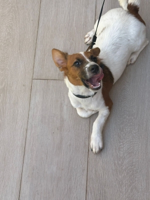 Chien JACK RUSSELL