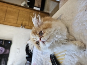 chatons persan