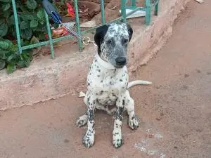 Dalmatien