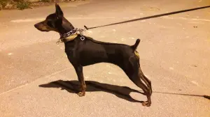 Vente doberman de race