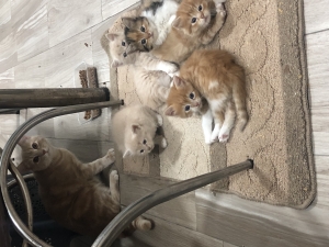 Chatons à donner