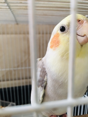 Des oiseaux bien dressé à Casablanca