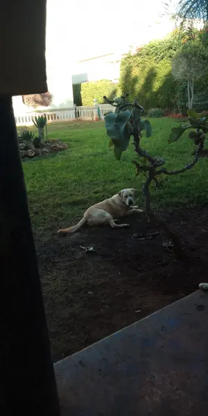 Labrador a adopter