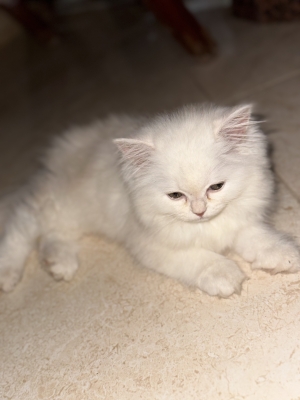 Chaton persan angora turc