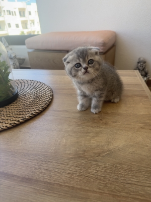 Persan Scottish fold