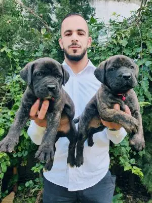 Des chiots cane corso pure race