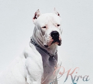 Dog argentine