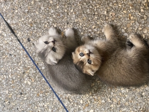 Scottish fold