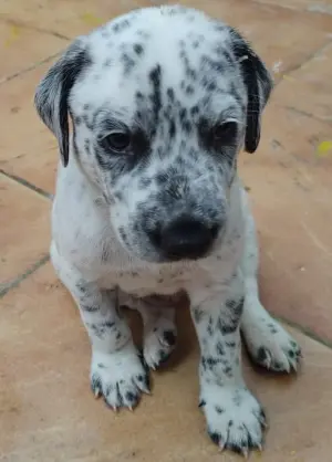 CHIOTS DALMATIEN