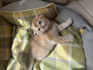 Scottish fold