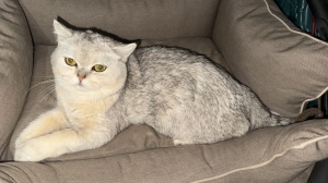 Chat british shorthair