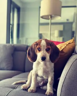 Beagle 3 mois