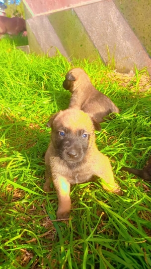 chiots malinois de race pure