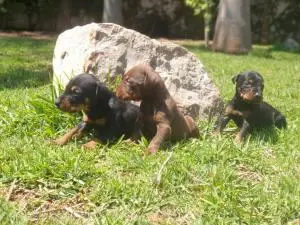 Doberman Pedigree