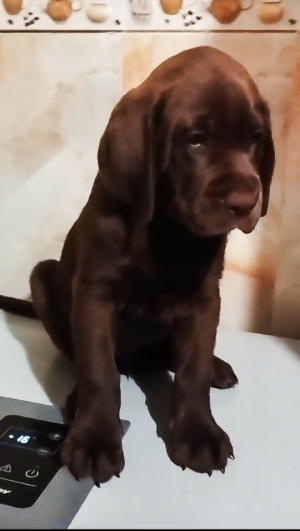 Labrador Chocolat