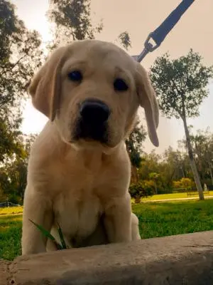 Chiots labrador