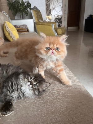 Chatton persan