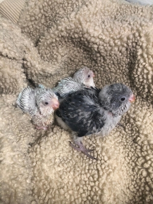 Bébés Quaker de différentes Mutation.