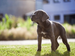 Chiots 2 Mois  Cane corso grand gabarit