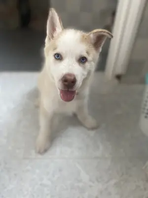 Chien loup sibérien husky