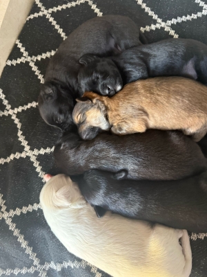 Border Terrier