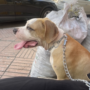 American bully/dogue argentin