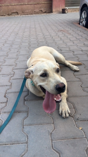 Labrador