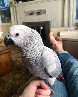 Perroquet gabonais