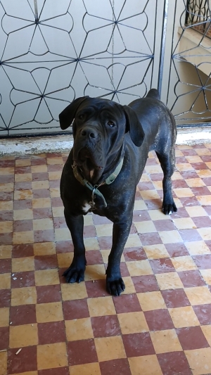 Couple Cane Corso de pure race