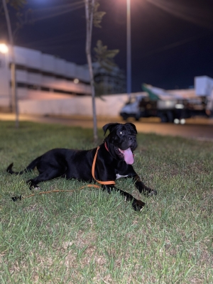 Cane corso