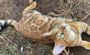 Chat bengal femelle avec pedigree