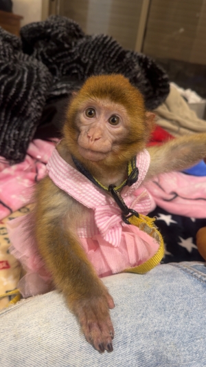 Singe