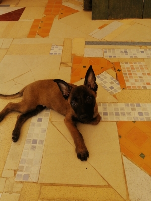 Chien malinois