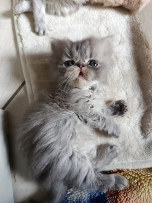 Chaton persan race pur