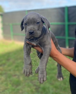 Cane Corso